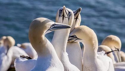 开云·体育官网-CBA联盟推动多层级联赛构建完整体系，cba篮球联赛是什么意思