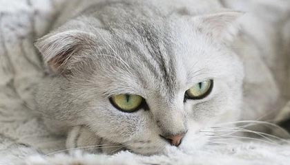 开云网站-国足球员身体对抗数据分析，国足身体素质对比