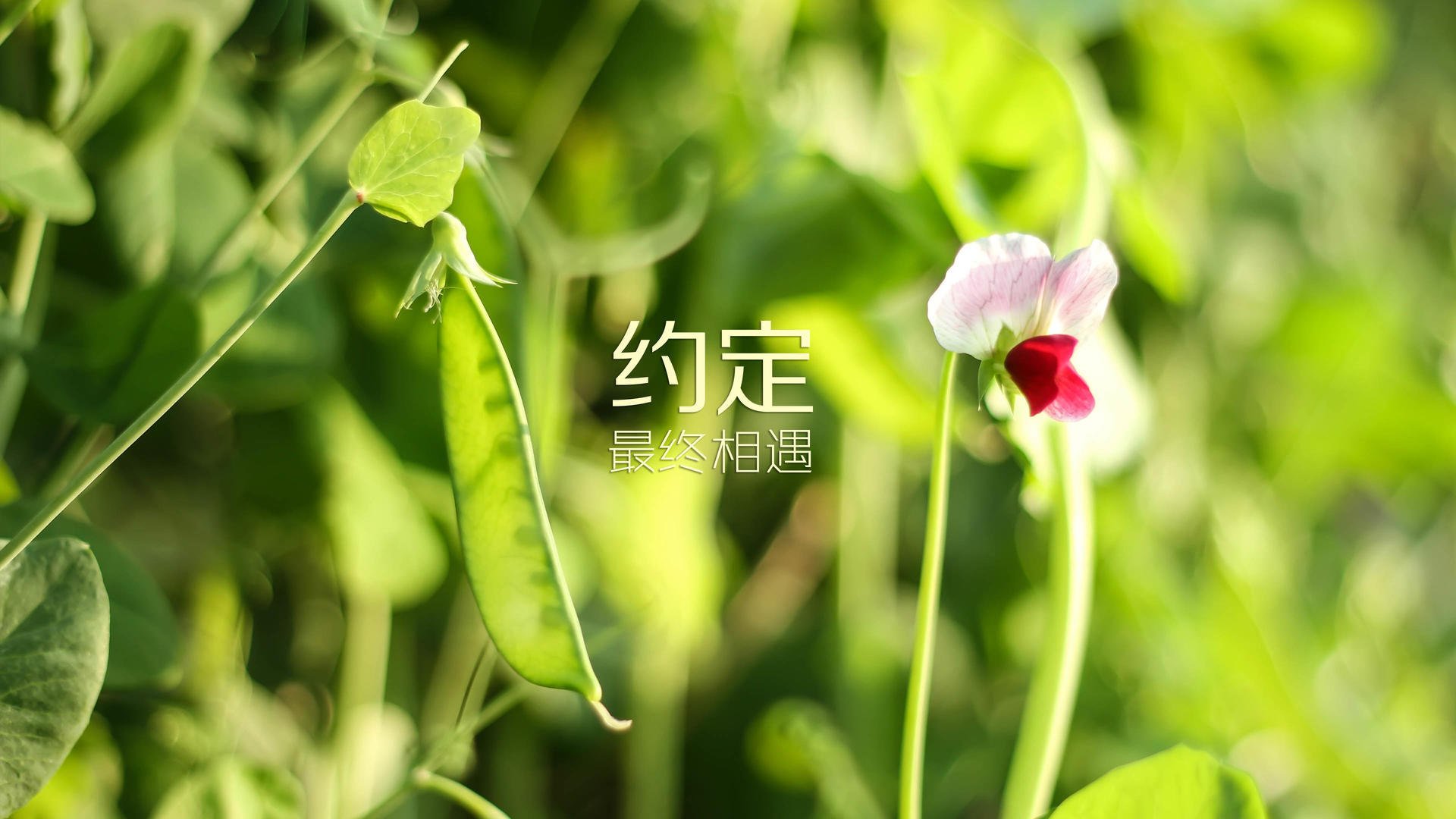 F1赛车的环保诉求和绿色未来，f1赛车设计