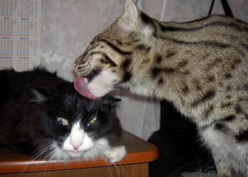 骑士新援配合默契，战绩飙升进军前四，骑士队员