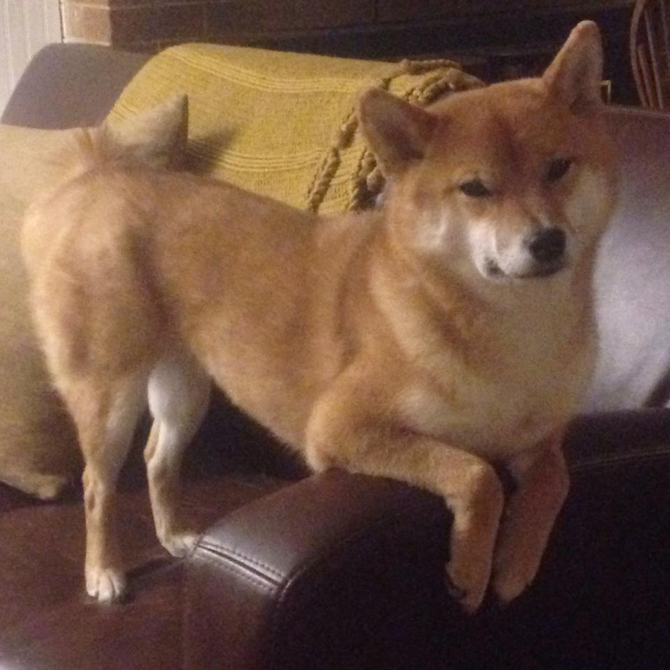 骑士新援配合默契，战绩飙升进军前四，骑士队员