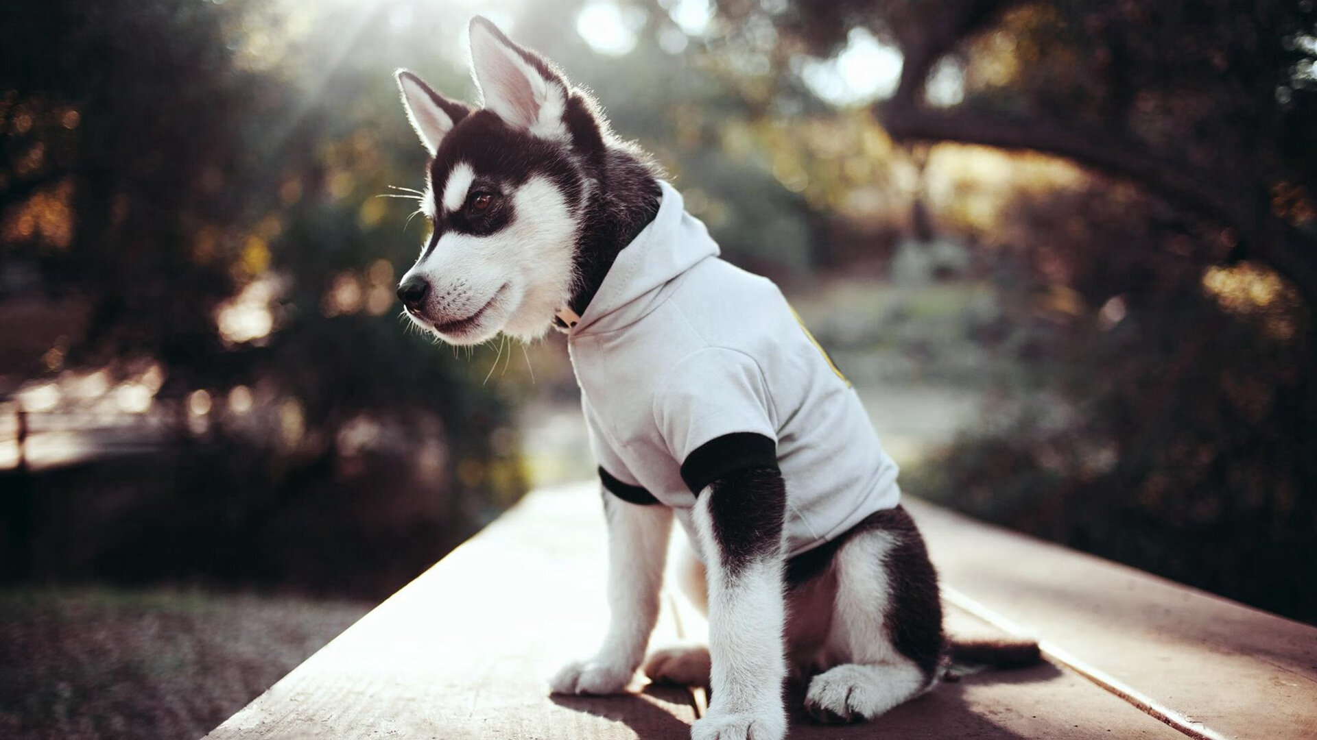 捷克中场助攻连连，球队轻松获胜，捷克中场大将