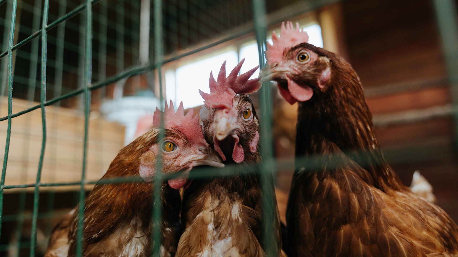 自由泳长程中立代表队A展现节奏耐性，自由泳出发技术