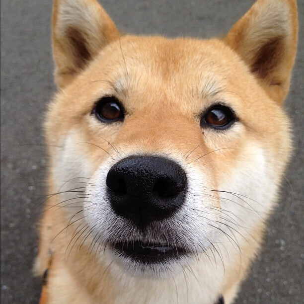 阿根廷未来之星不断成长,国家队实力不断增强